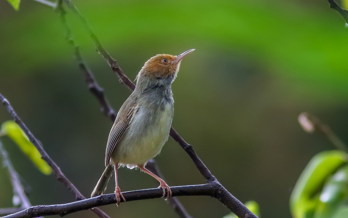 Olive-backed Tailorbird - ML548254951