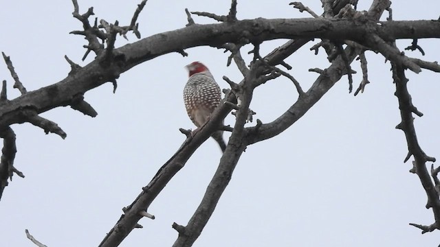 Red-headed Finch - ML548255601