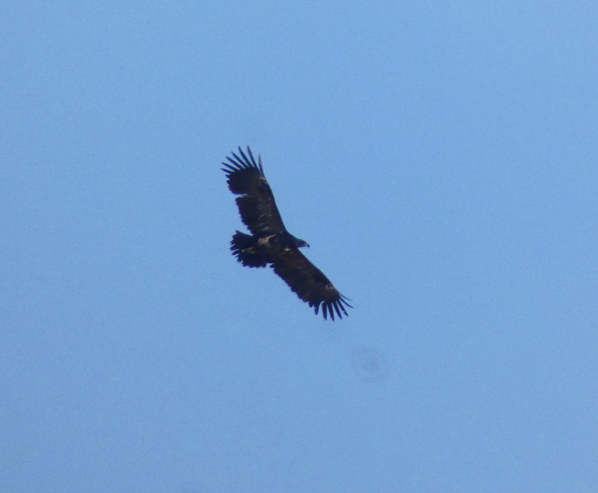 Greater Spotted Eagle - ML548256291
