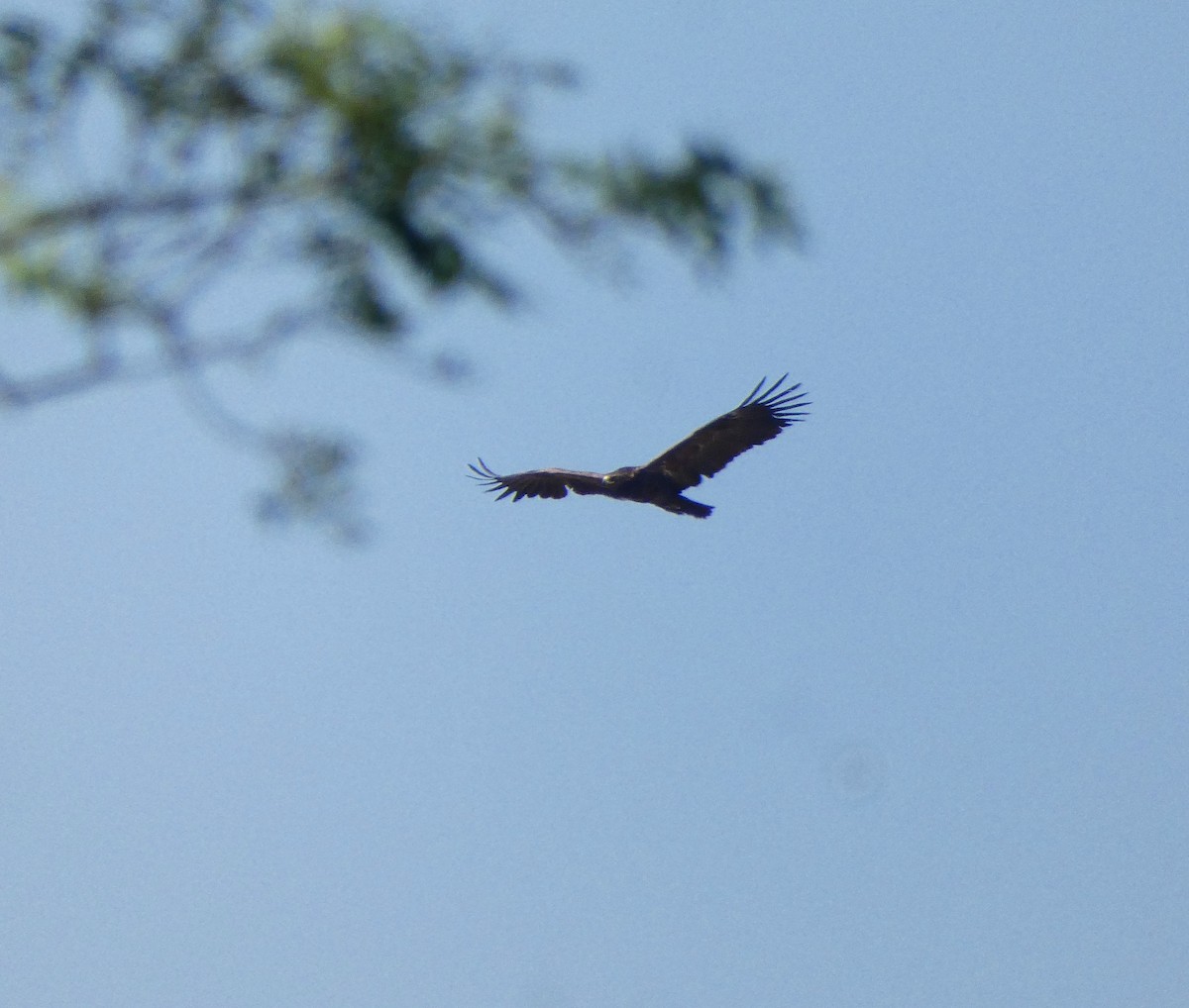 Greater Spotted Eagle - ML548256301
