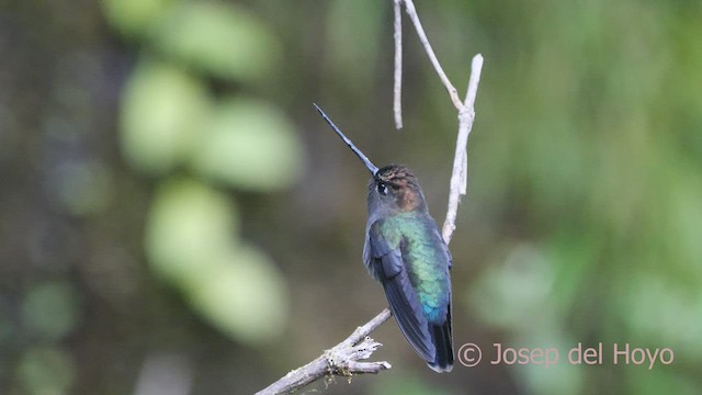 Green-fronted Lancebill - ML548256661