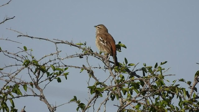 Weißbrauen-Heckensänger - ML548256751