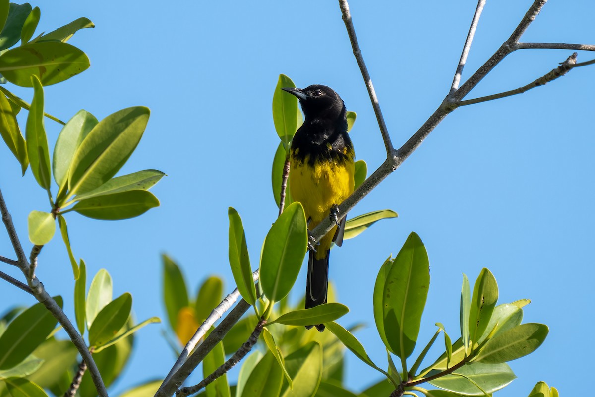 Bahama Oriole - ML548257131