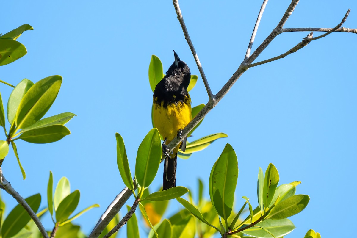 Bahama Oriole - ML548257141