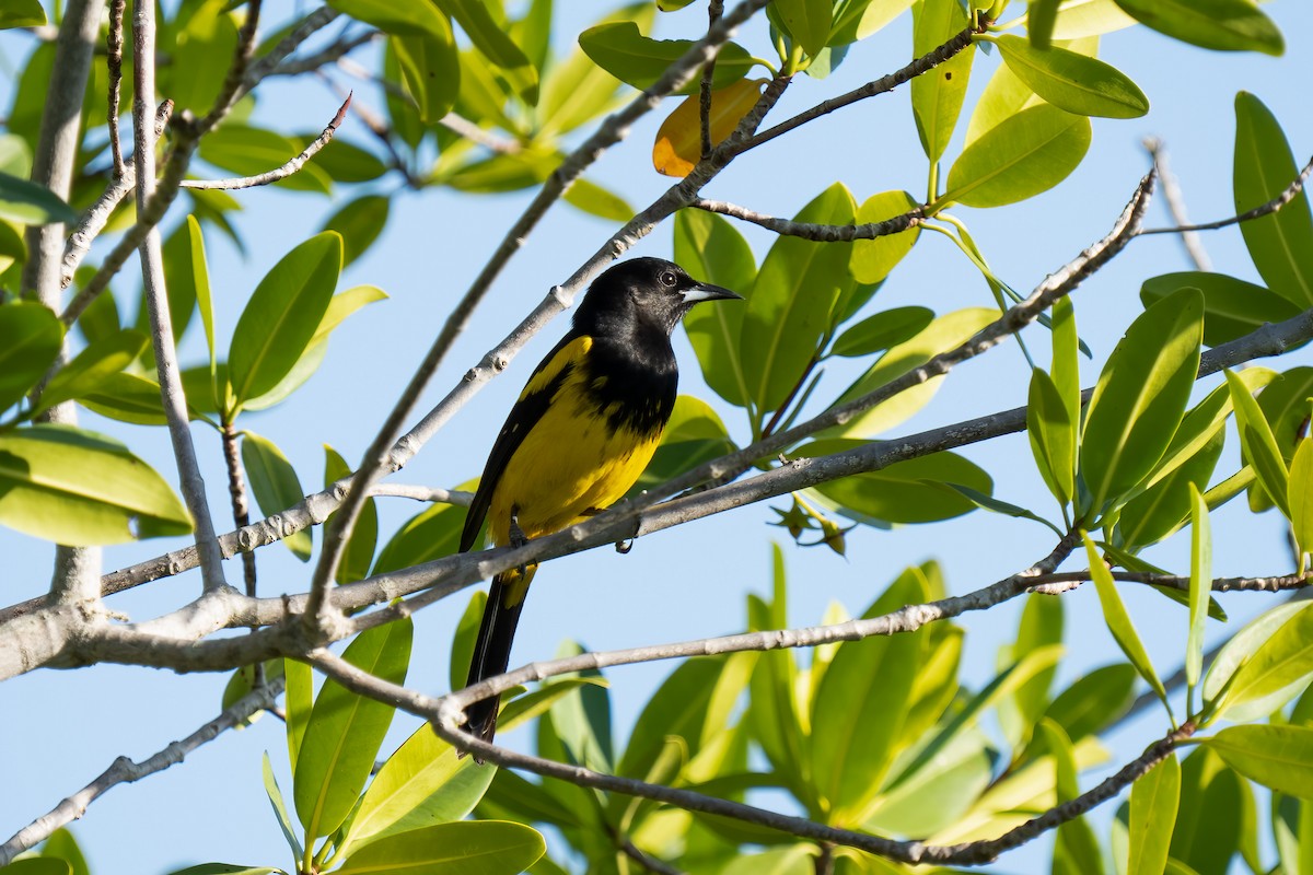 Bahama Oriole - ML548257151