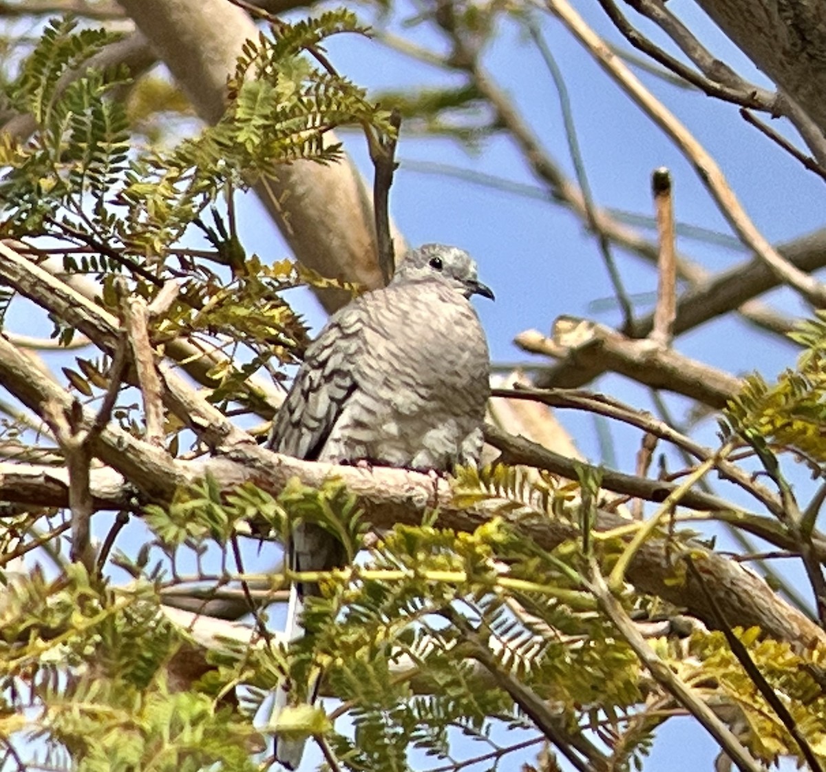 Inca Dove - ML548257641