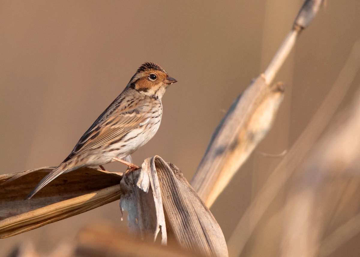 Little Bunting - ML548257791