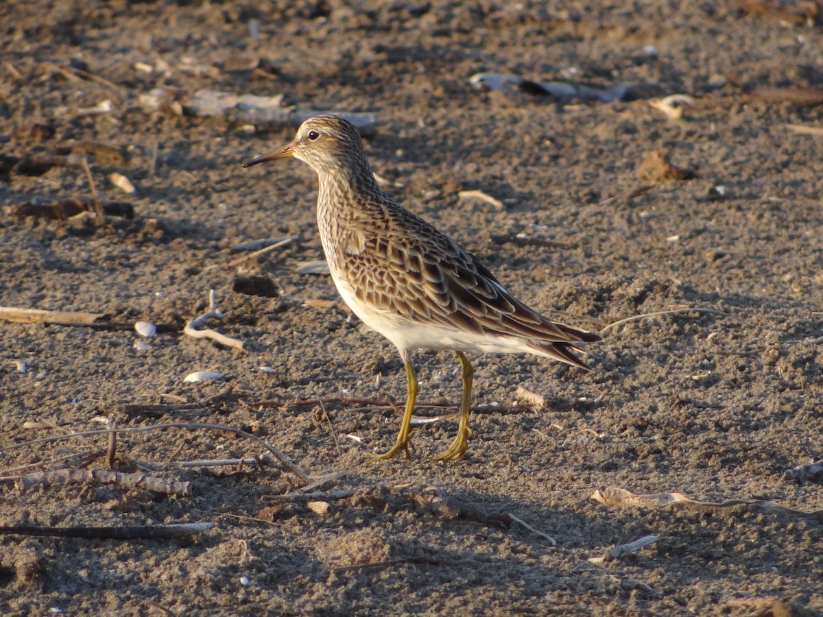 Pectoral Sandpiper - ML54825781