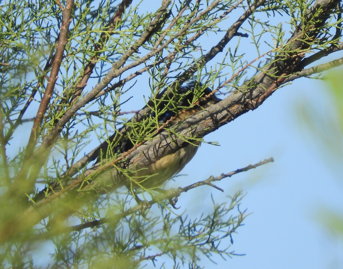 Fawn-breasted Tanager - ML548258291