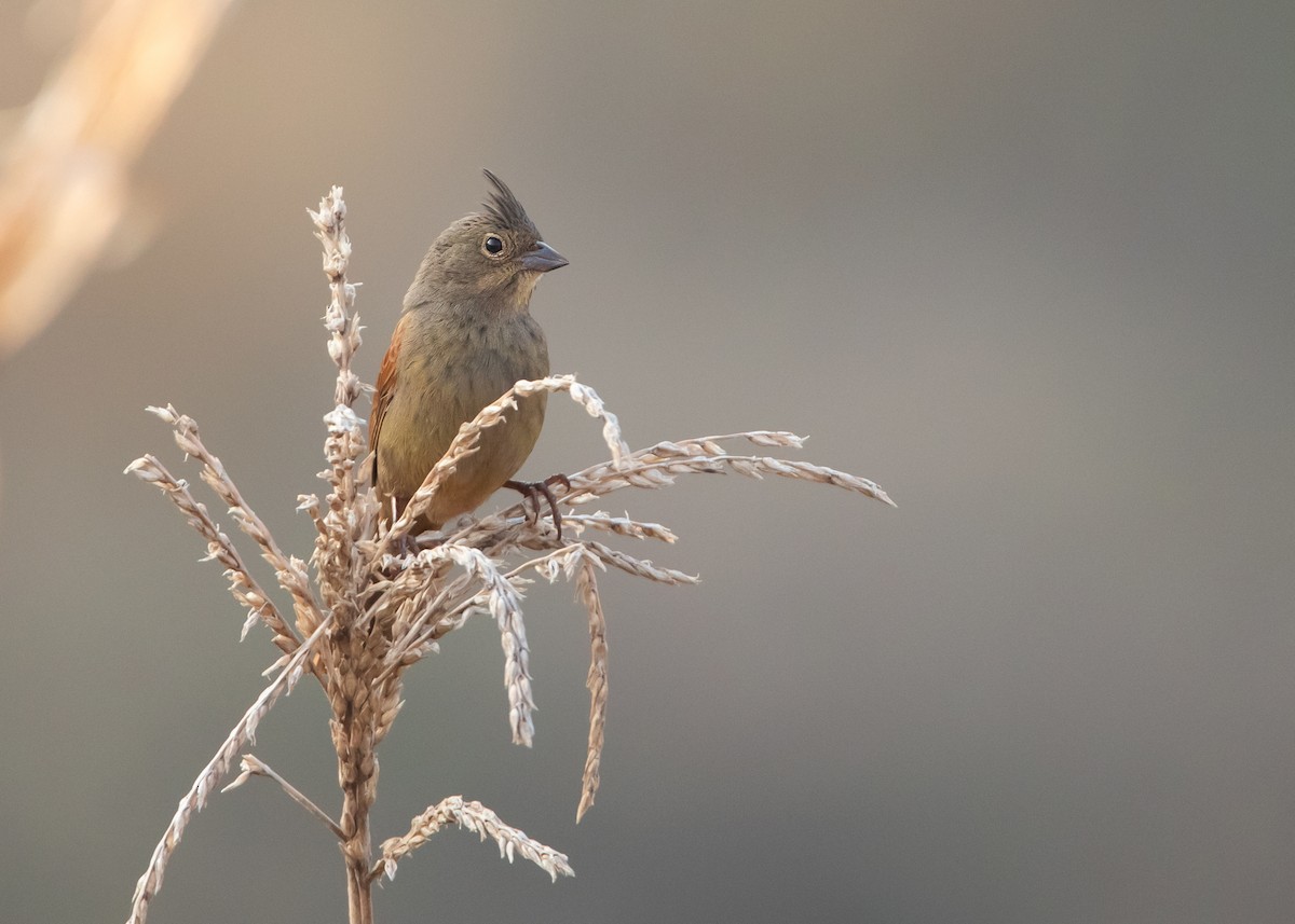 Crested Bunting - ML548258671