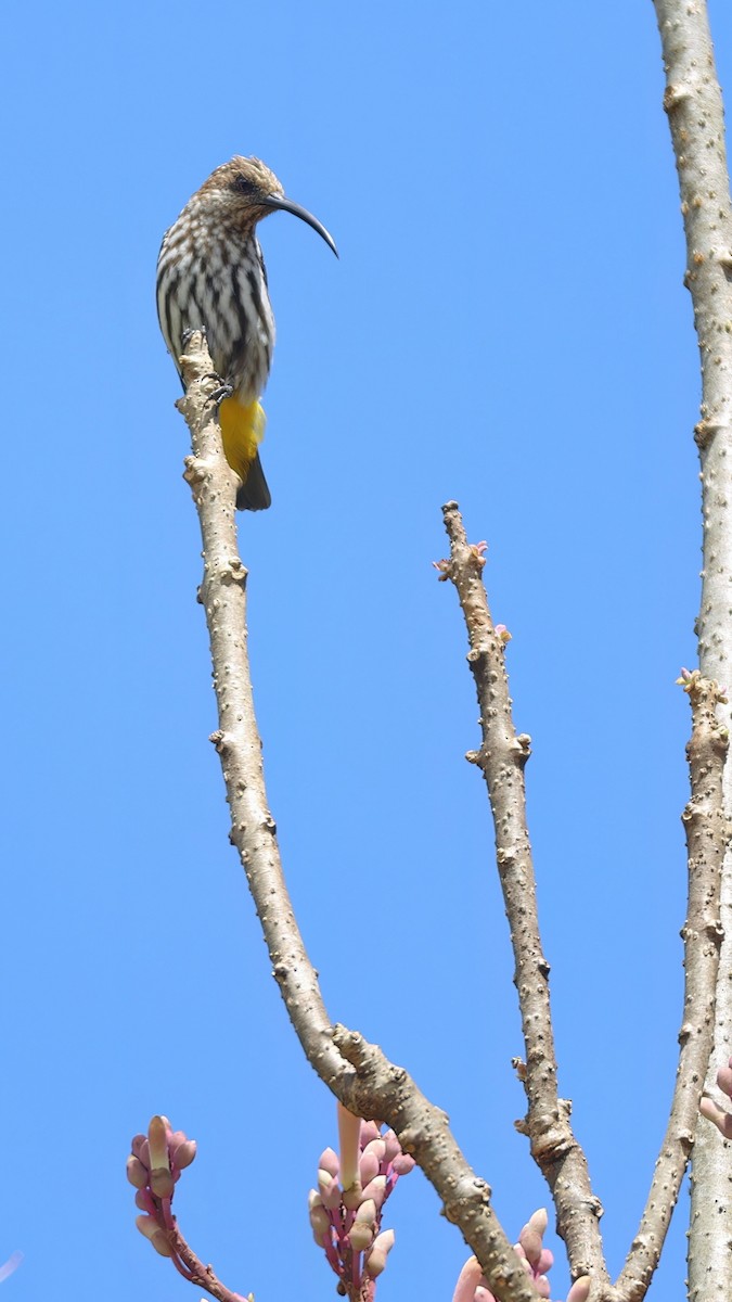 Whitehead's Spiderhunter - ML548259211