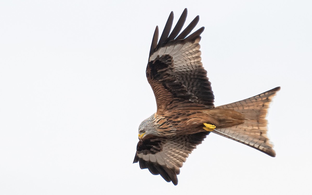 Red Kite (Red) - ML548259971