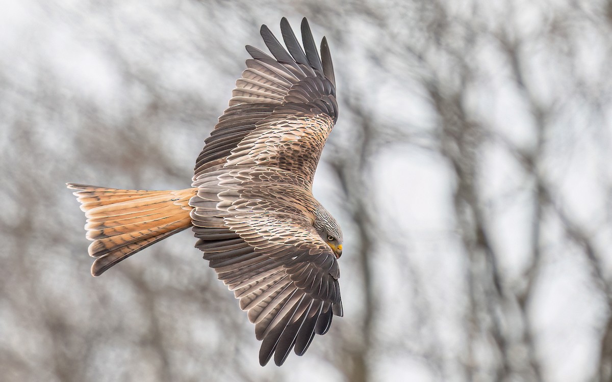 Red Kite (Red) - ML548259981