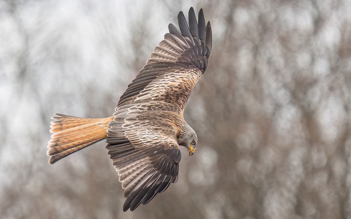 Red Kite (Red) - ML548260001