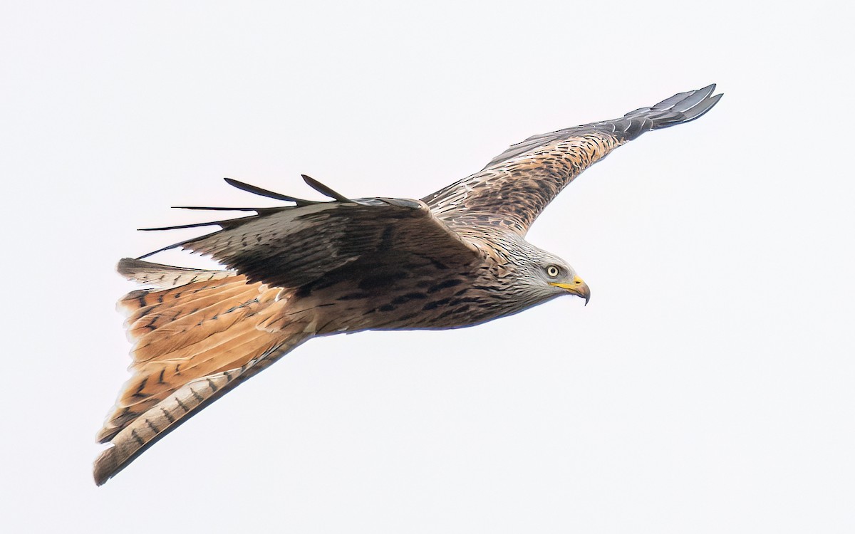 Red Kite (Red) - ML548260241