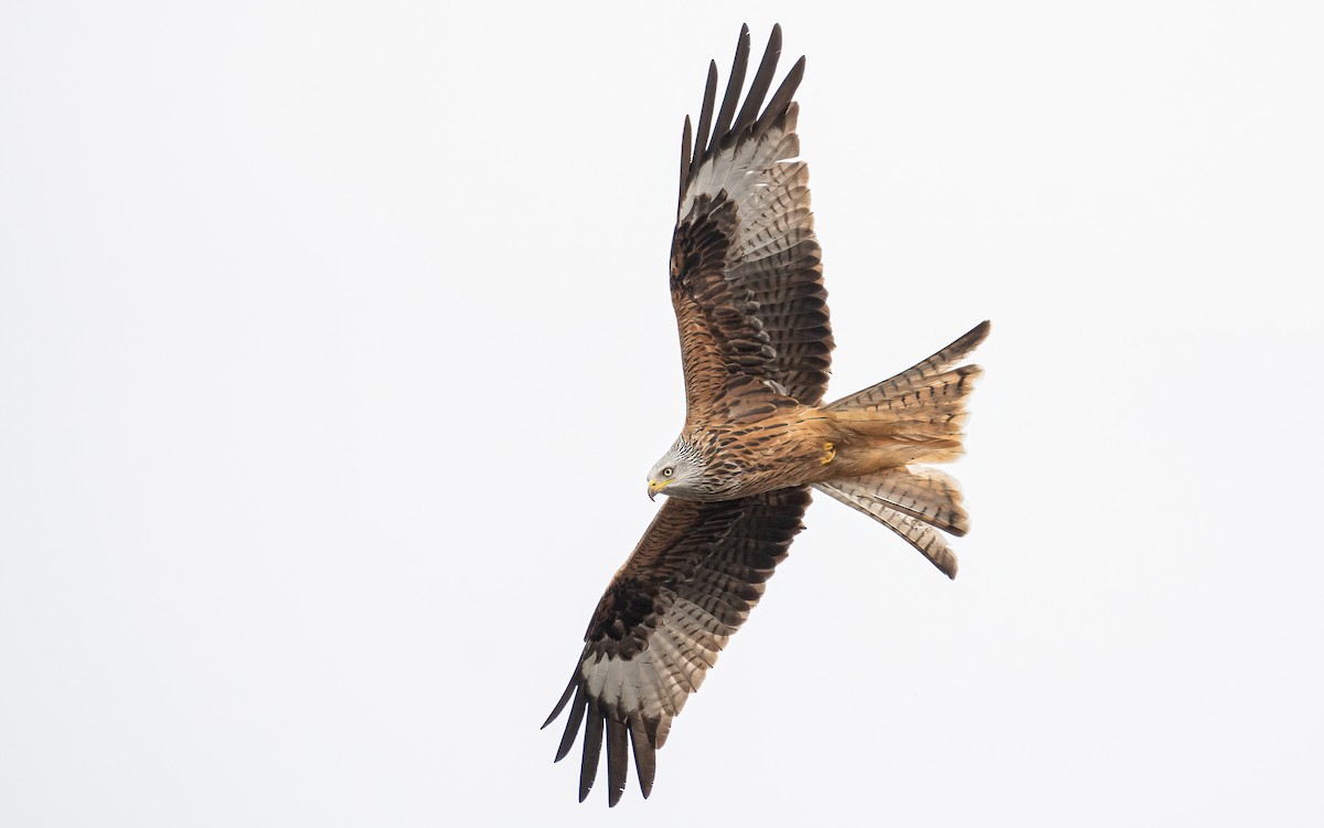 Red Kite (Red) - ML548260291