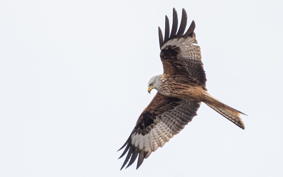 Red Kite (Red) - ML548260311