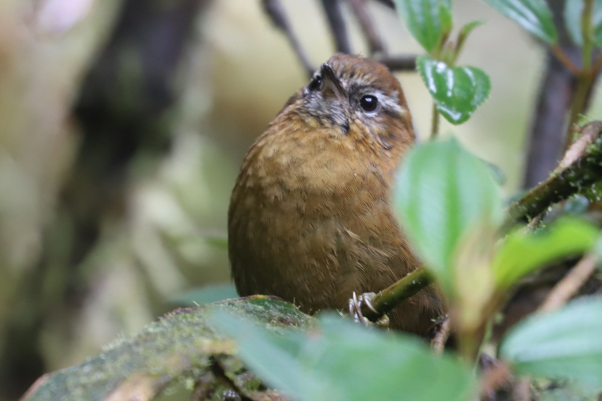 White-browed Spinetail - William Hull