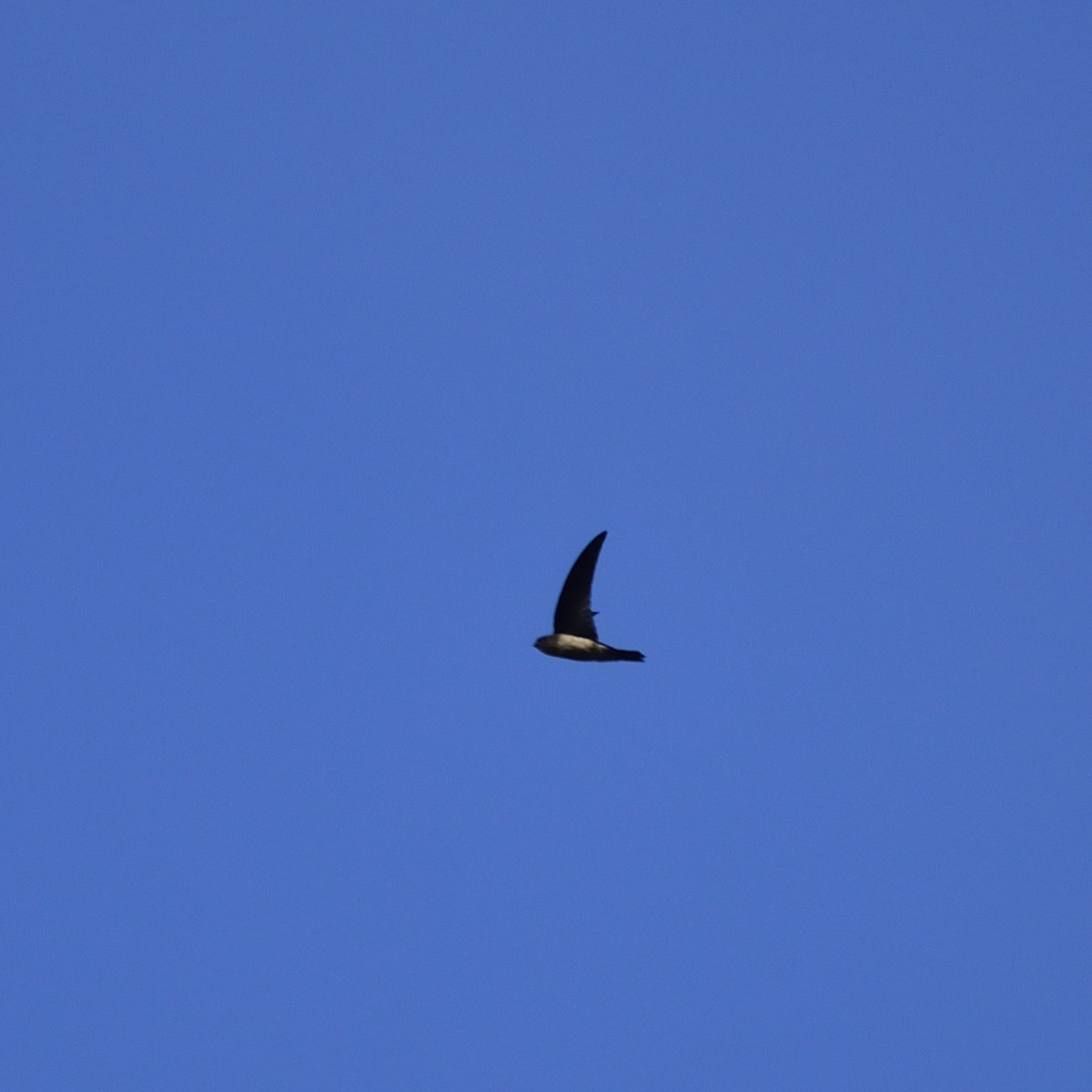 Caroline Islands Swiftlet - Peter Knapp