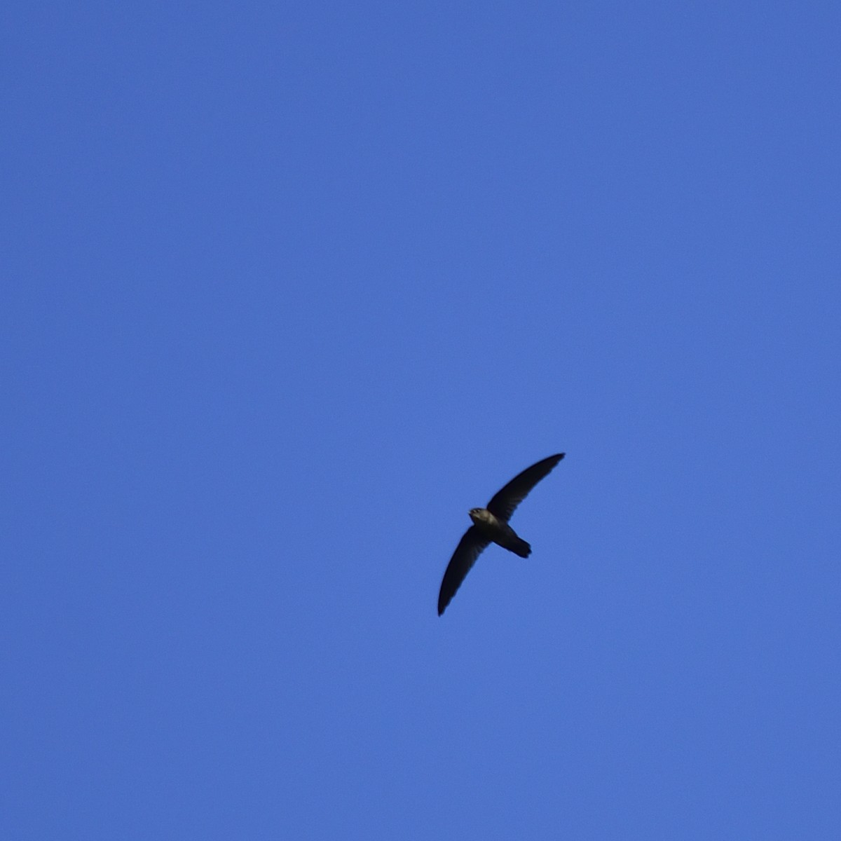 Caroline Islands Swiftlet - ML548260531