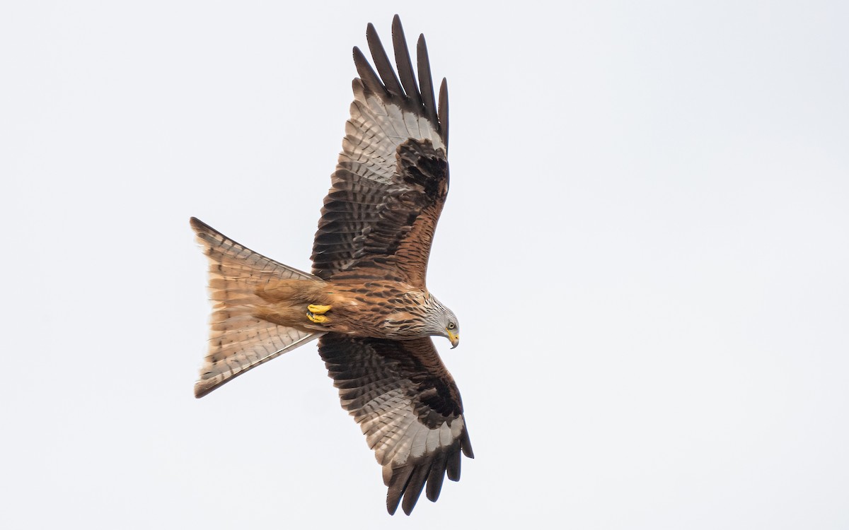 Red Kite (Red) - ML548260591