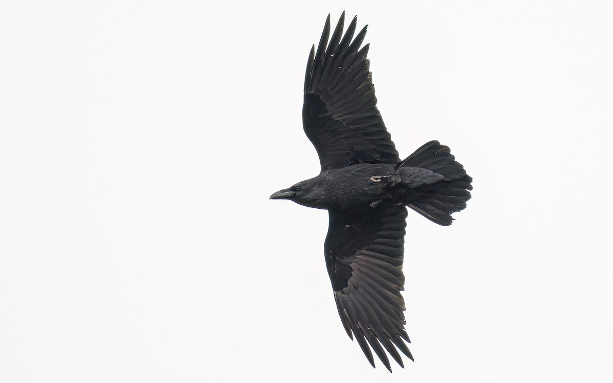 Common Raven - ML548260791