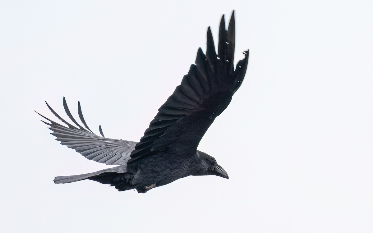 Common Raven - ML548260821