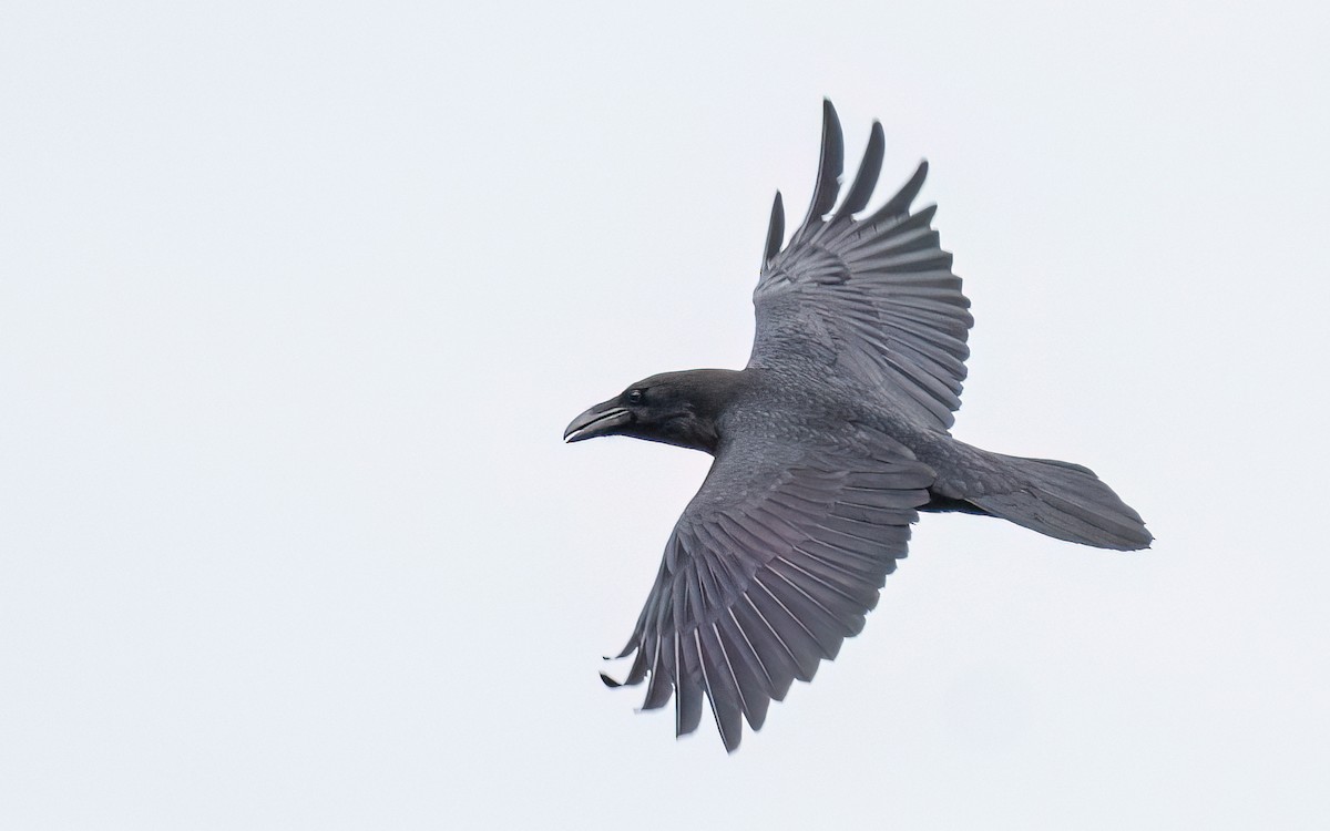 Common Raven - Wouter Van Gasse