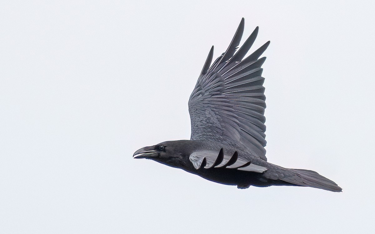 Common Raven - ML548260991