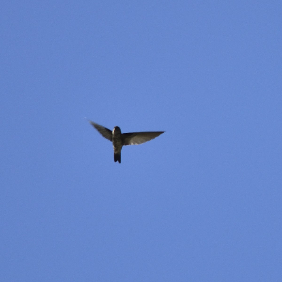 Caroline Islands Swiftlet - ML548261081