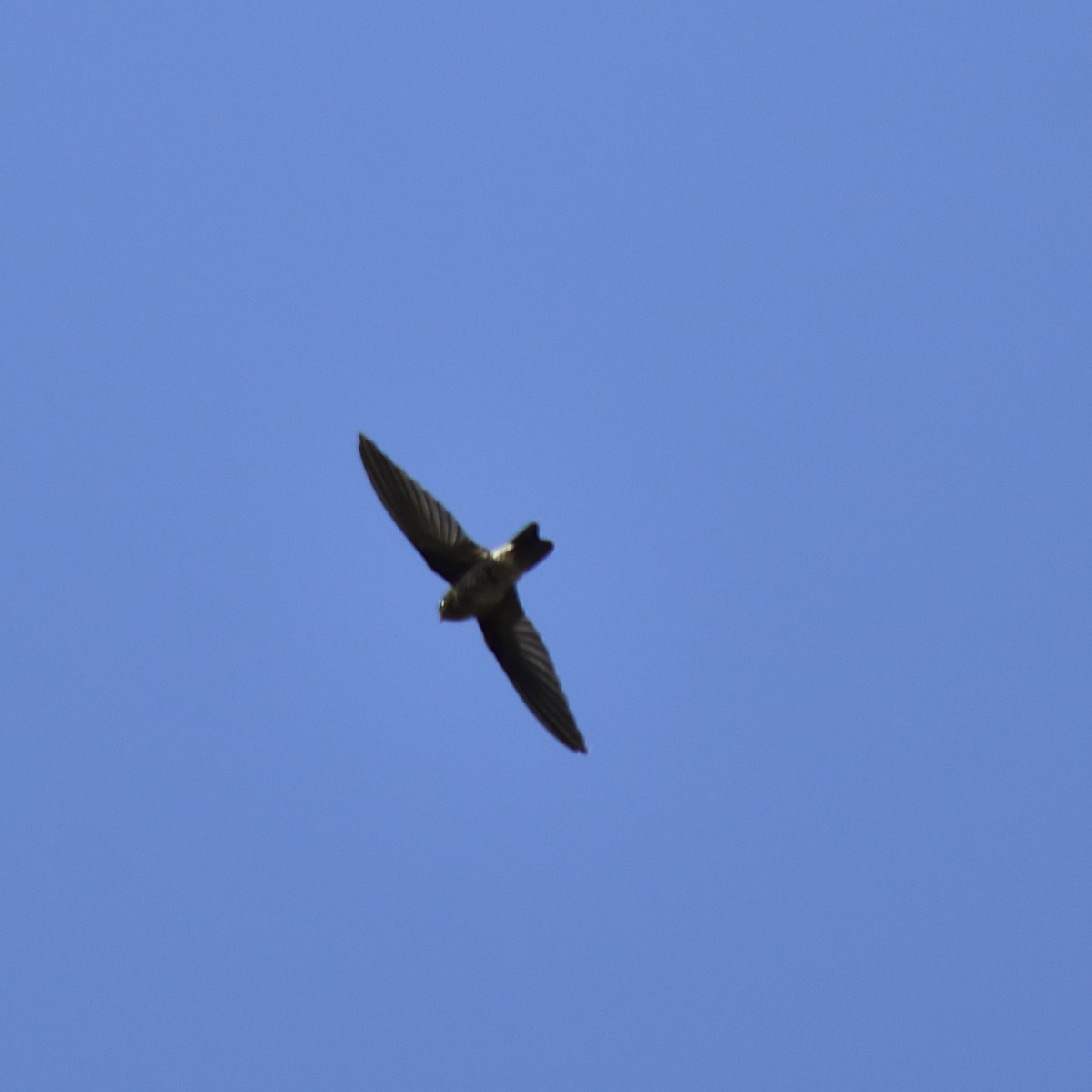 Caroline Islands Swiftlet - ML548261091