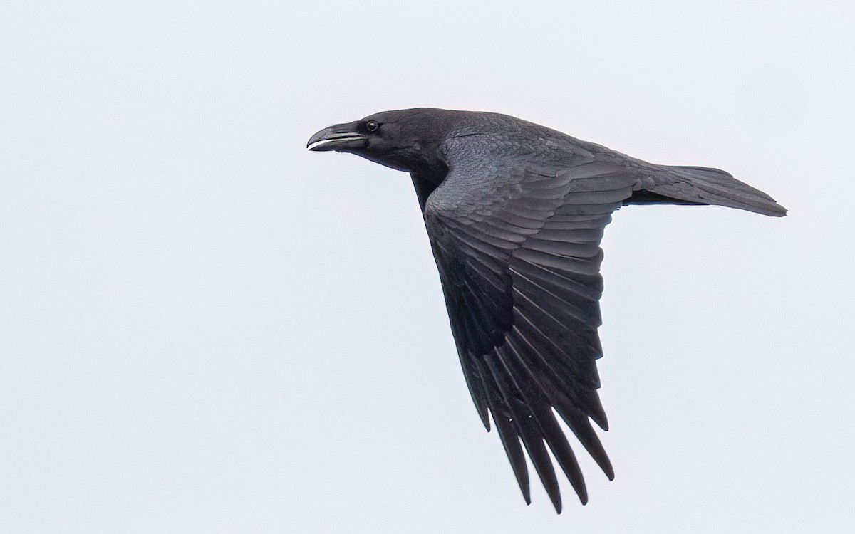 Common Raven - ML548261151