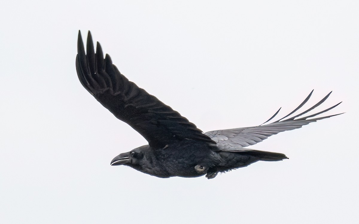 Common Raven - ML548261201