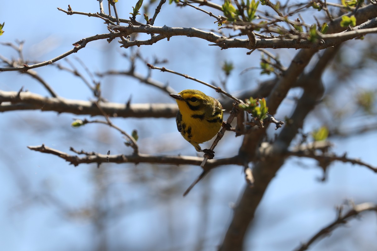 Prairie Warbler - ML54826131