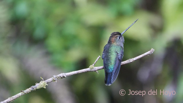 Colibrí Picolanza Mayor - ML548261801