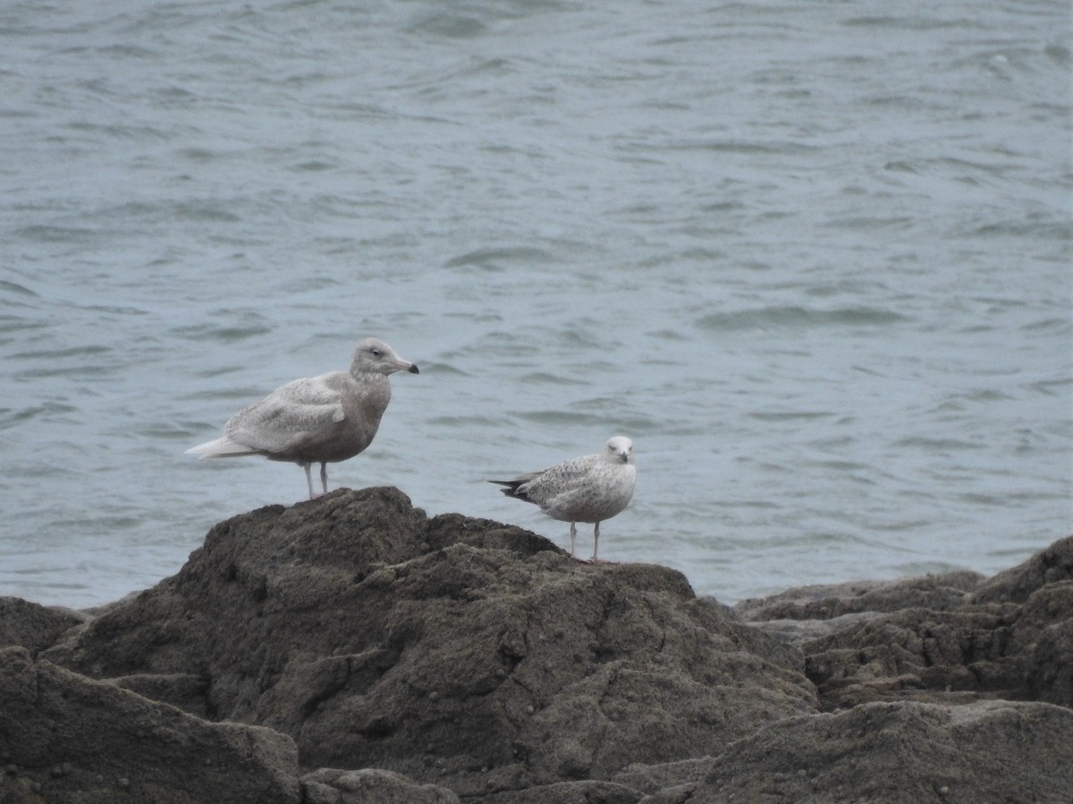 Glaucous Gull - ML548261891