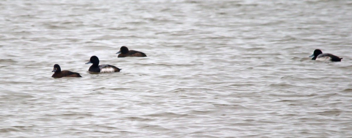 Greater Scaup - ML548262551