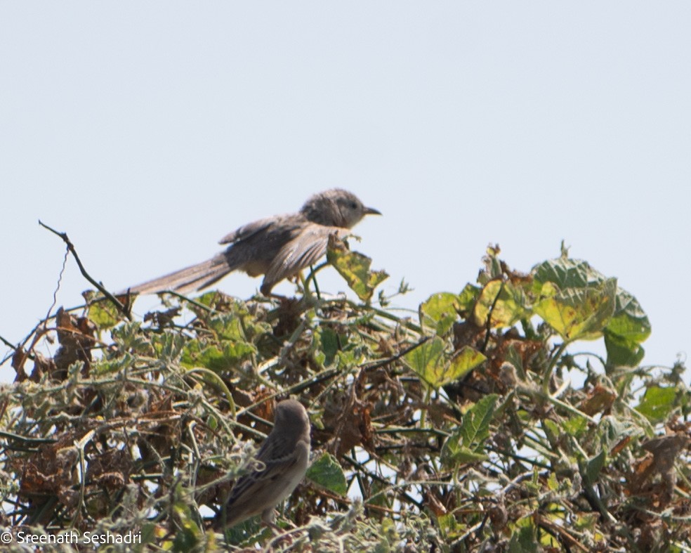 Common Babbler - ML548262751