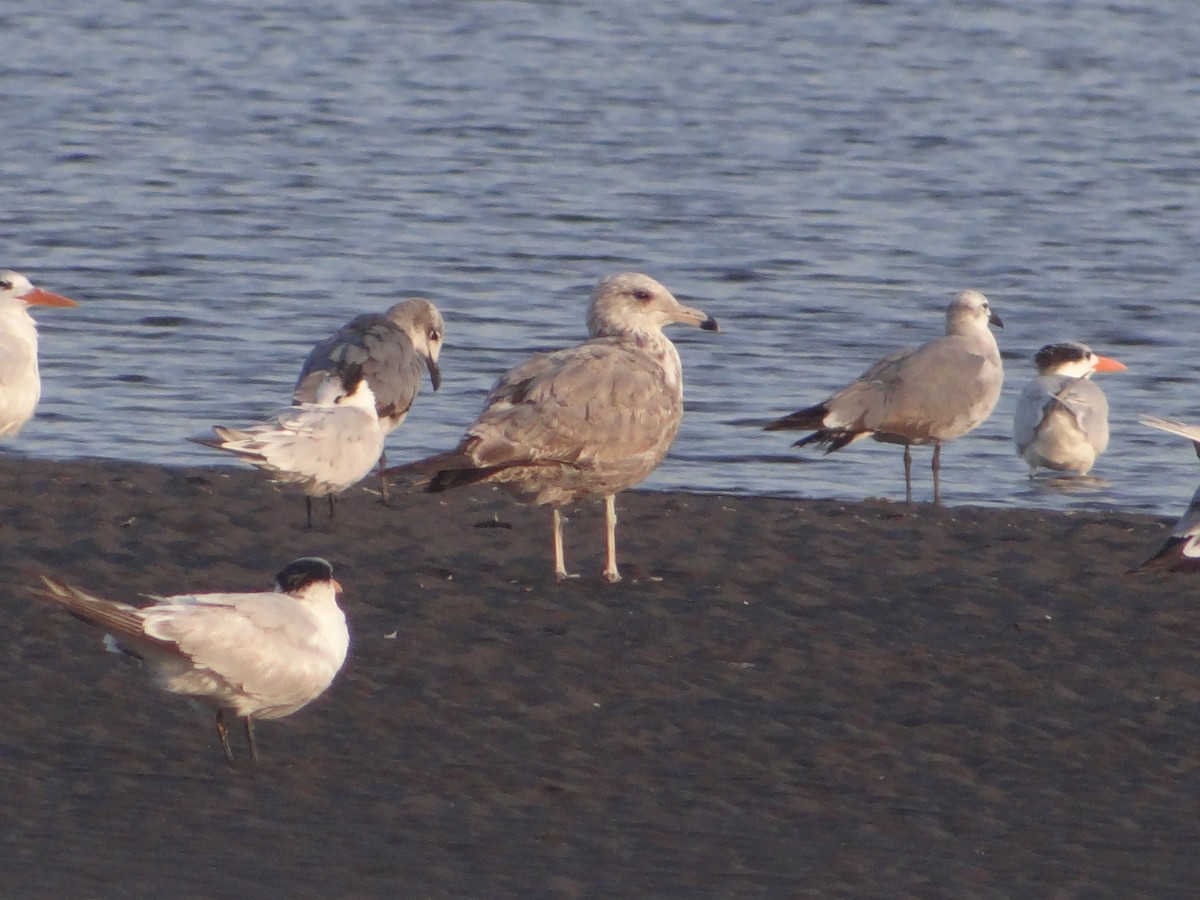 California Gull - ML54826281