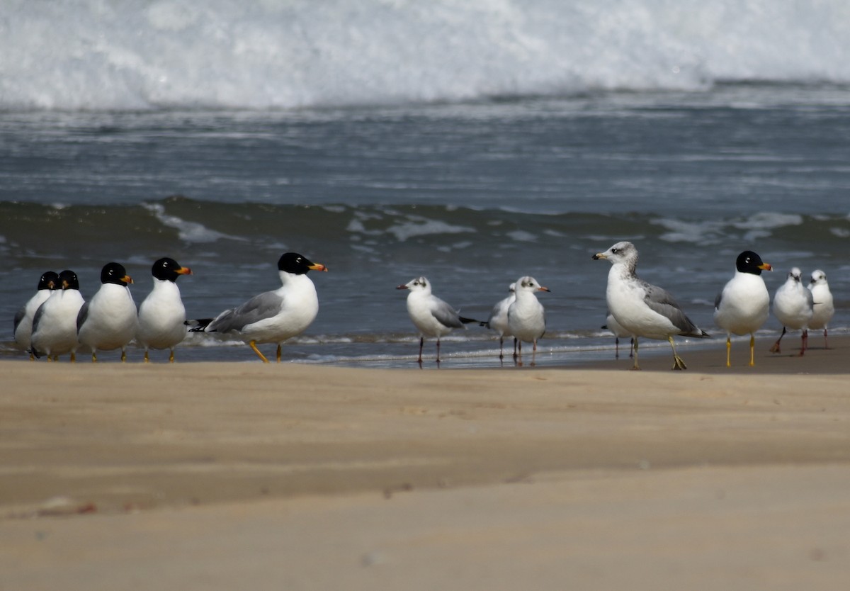 Pallas's Gull - ML548263041