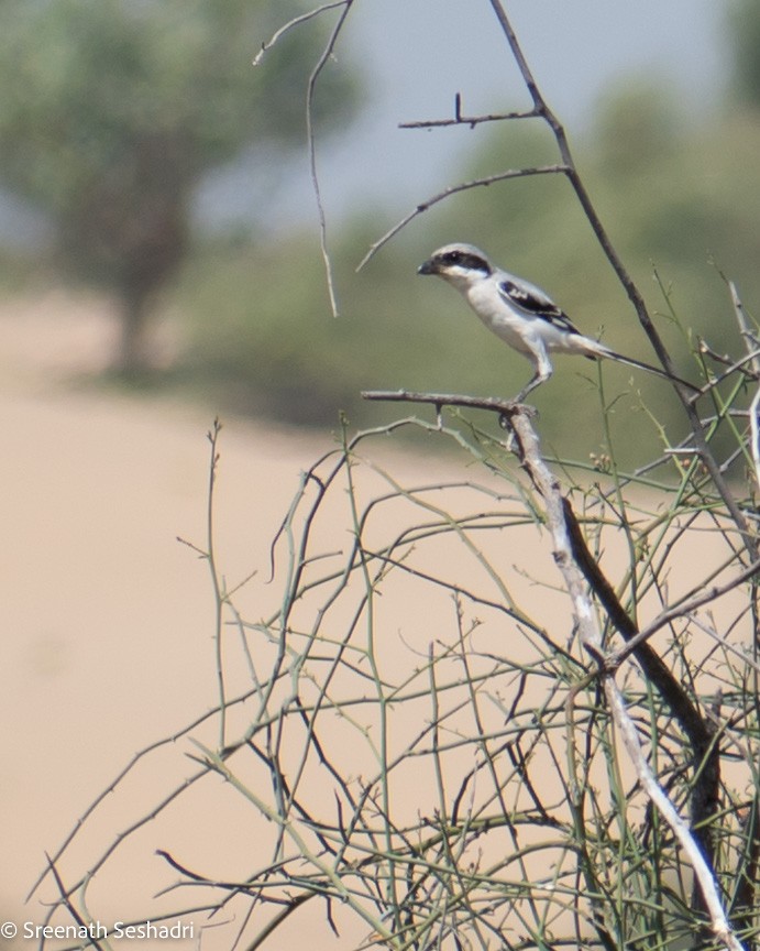 Great Gray Shrike - ML548263311