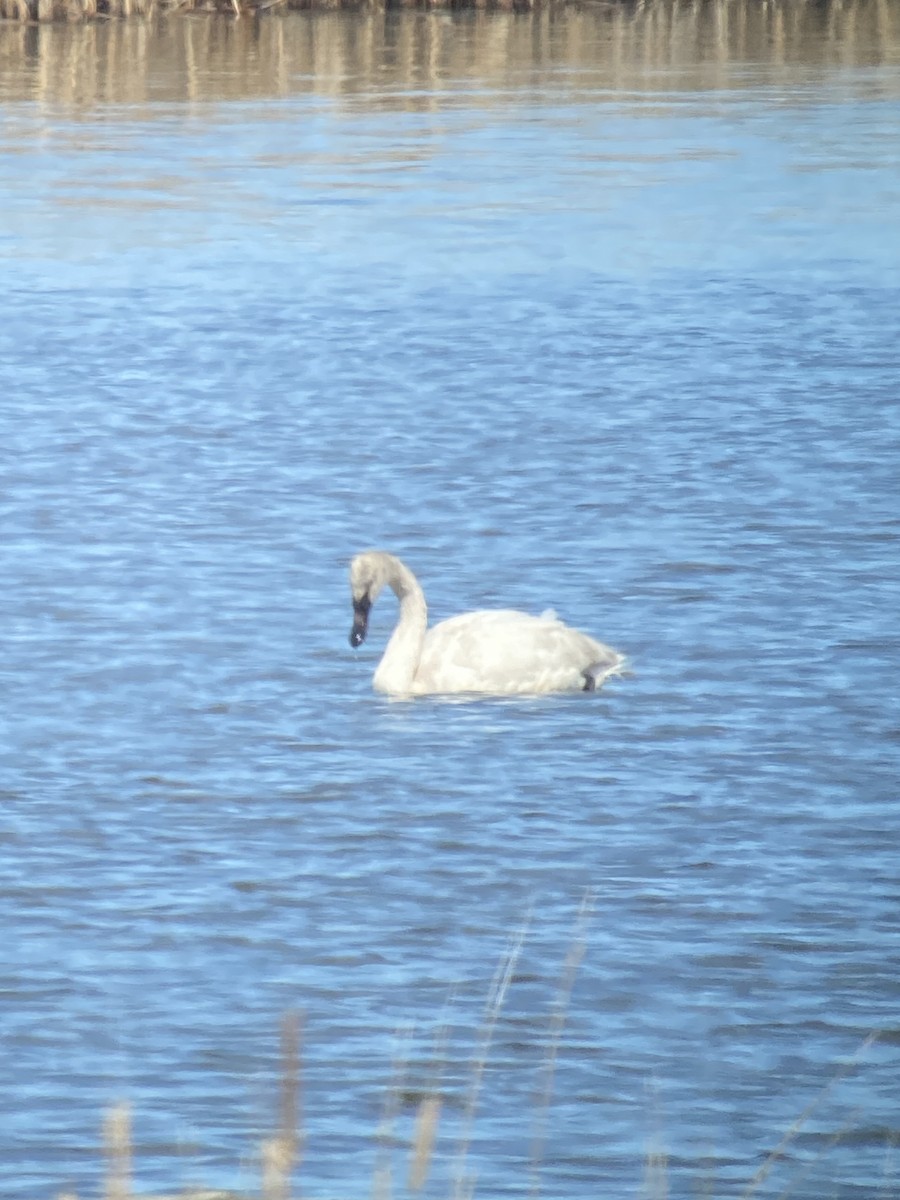 Trumpeter Swan - ML548263451