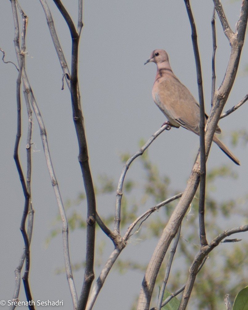 Tórtola Senegalesa - ML548263711