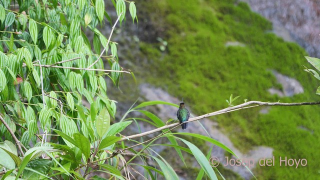 Colibrí Picolanza Mayor - ML548264021