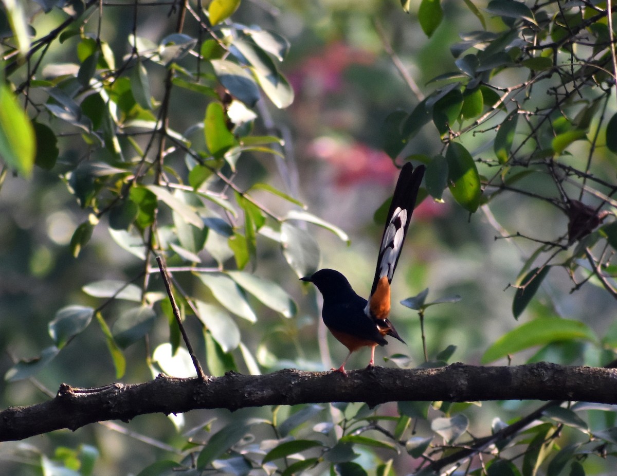 White-rumped Shama - ML548264041