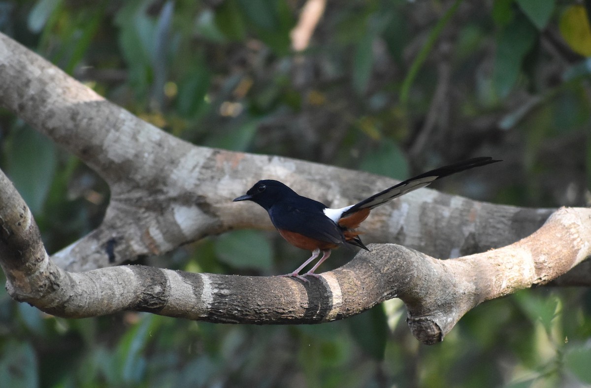 White-rumped Shama - ML548264051