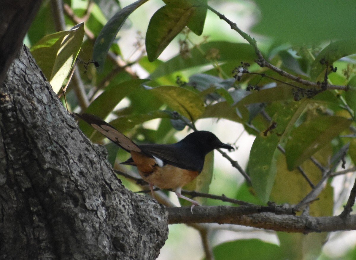 White-rumped Shama - ML548264061