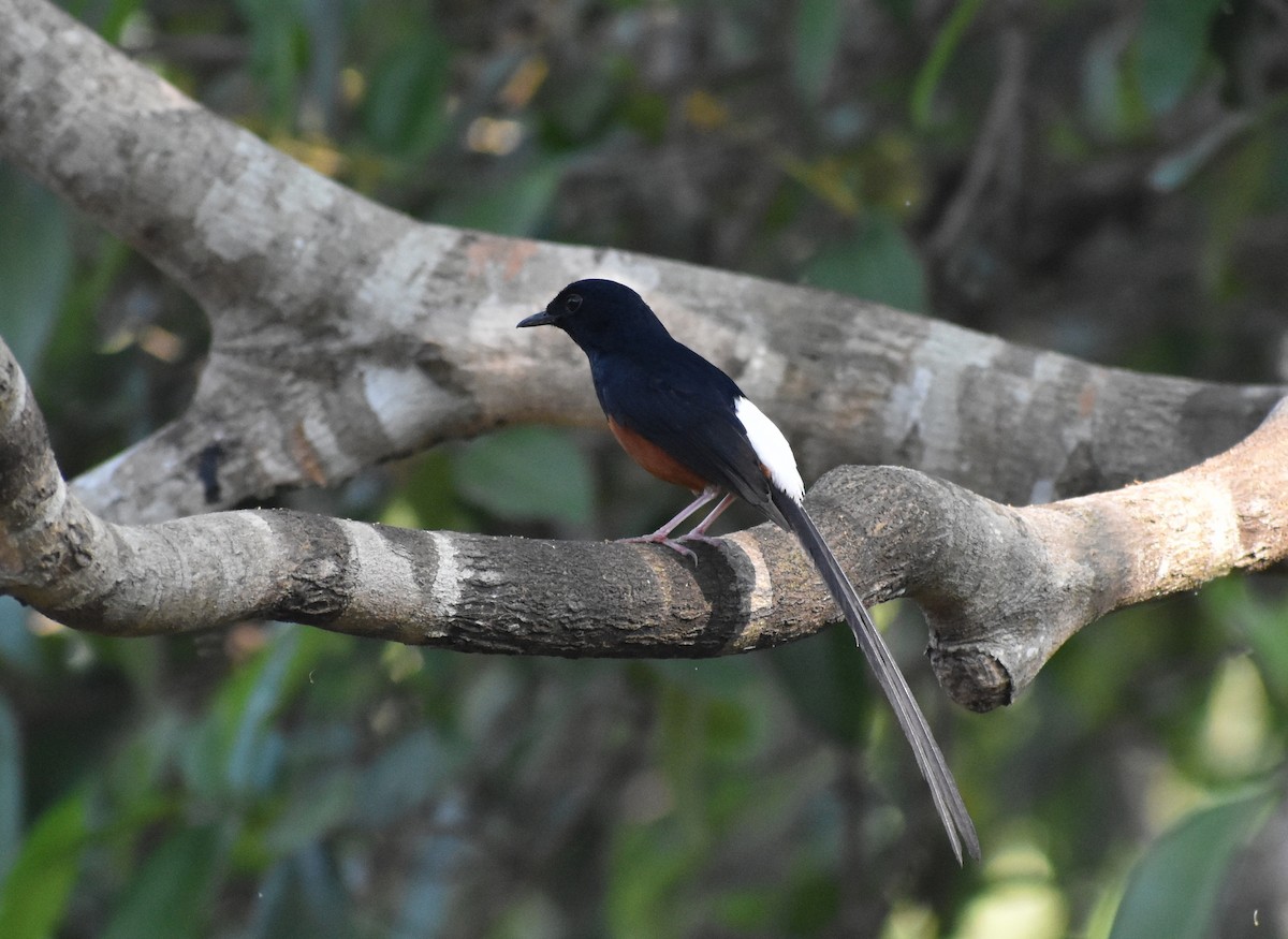 White-rumped Shama - ML548264071