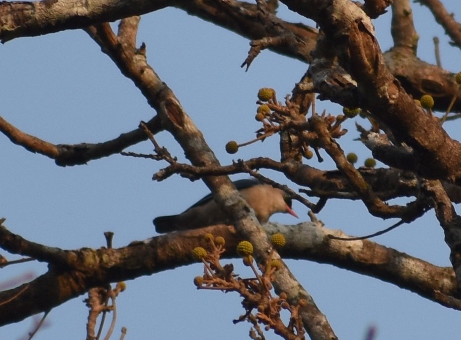 Velvet-fronted Nuthatch - ML548264271