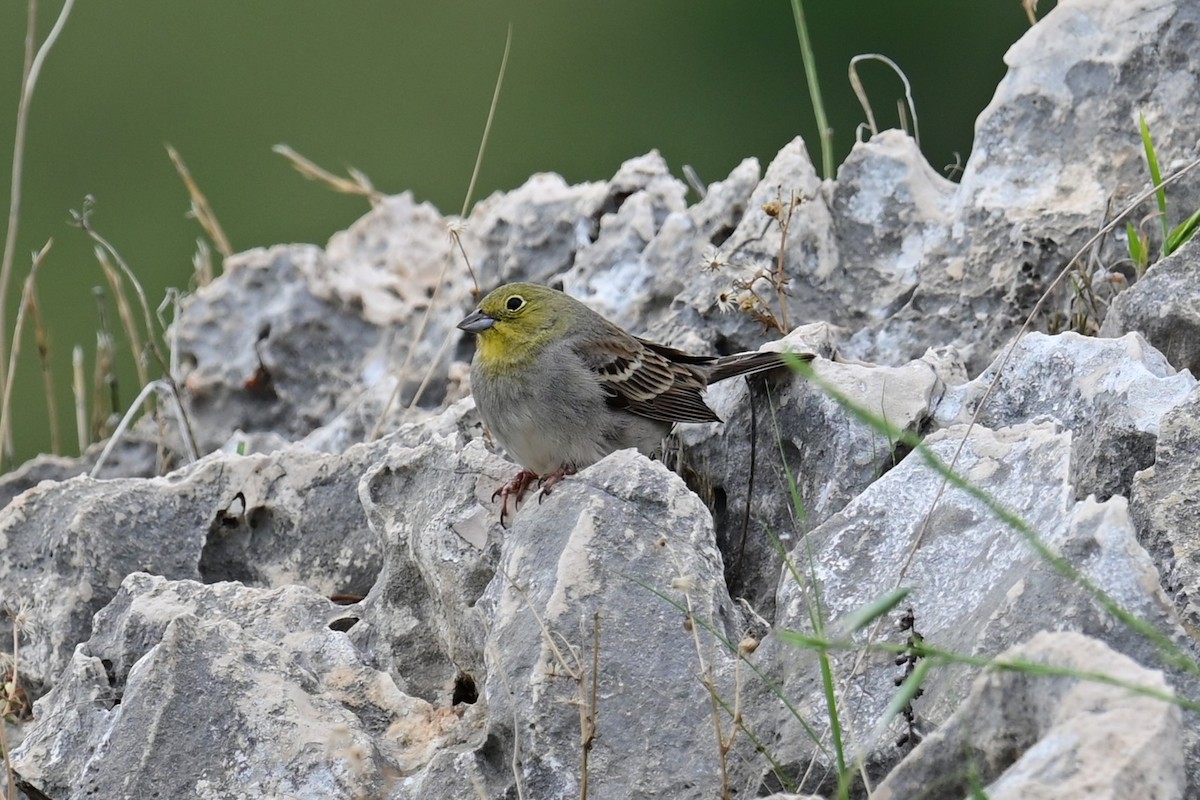 Cinereous Bunting - Uriel Levy